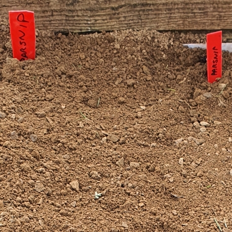 plant image 1448337
