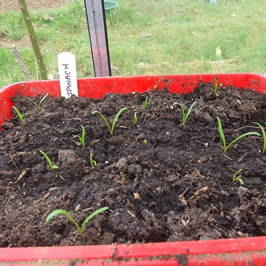 plant image 1454830