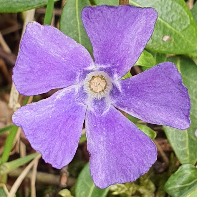 Plant image Viola riviniana 'Purpurea'