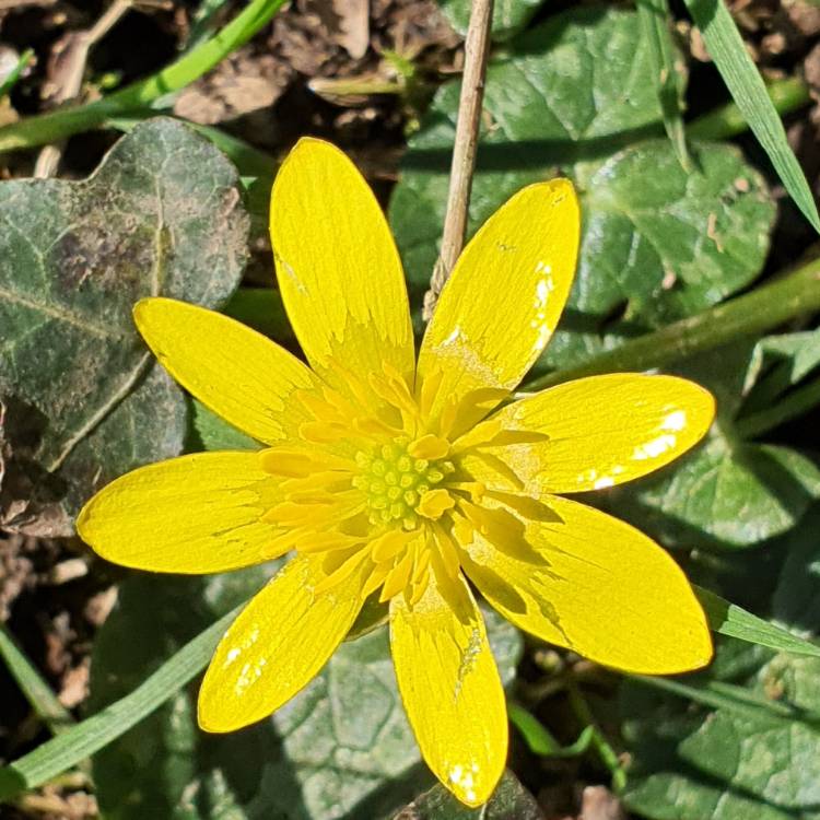 Plant image Ficaria verna