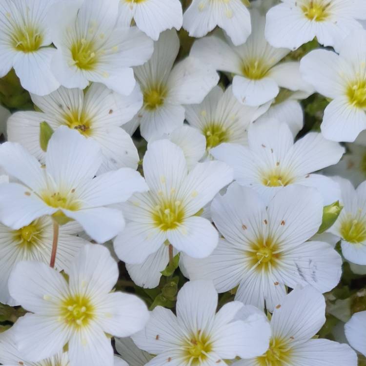 Plant image Arenaria montana 'Avalanche'
