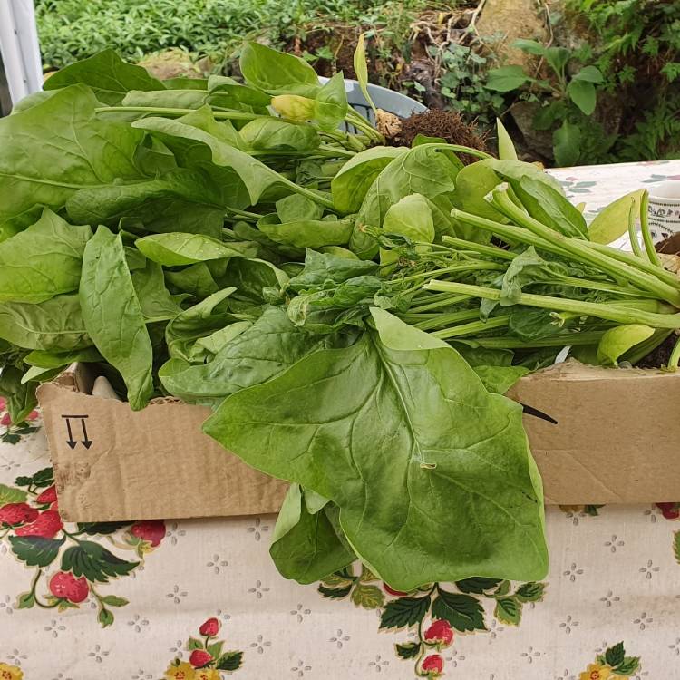 plant image 1490311