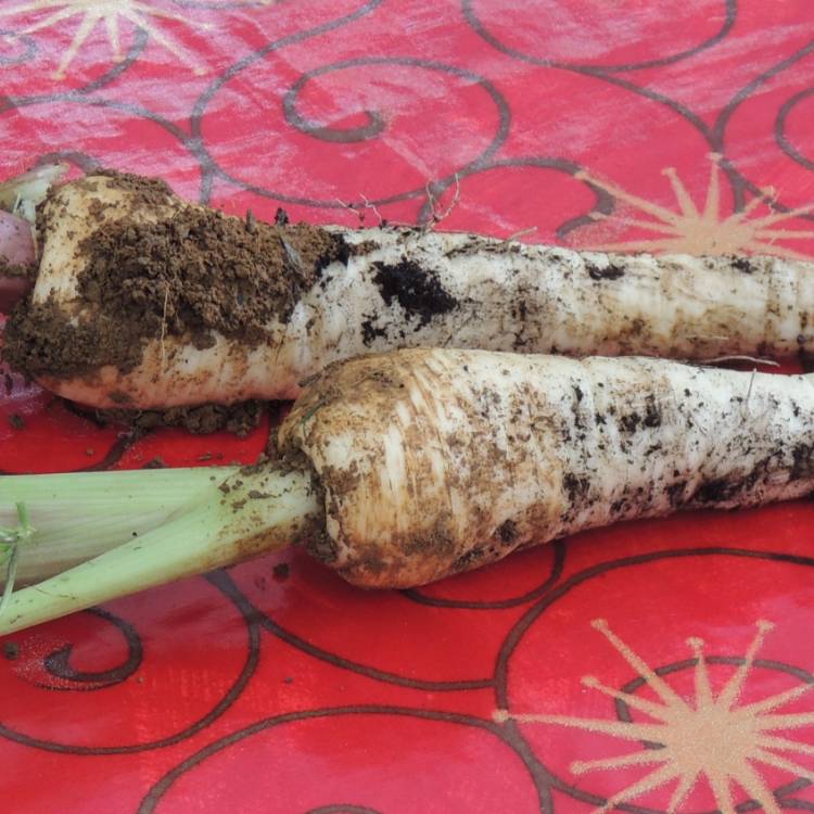plant image 1521383