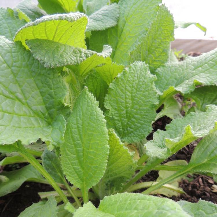 plant image 1562554