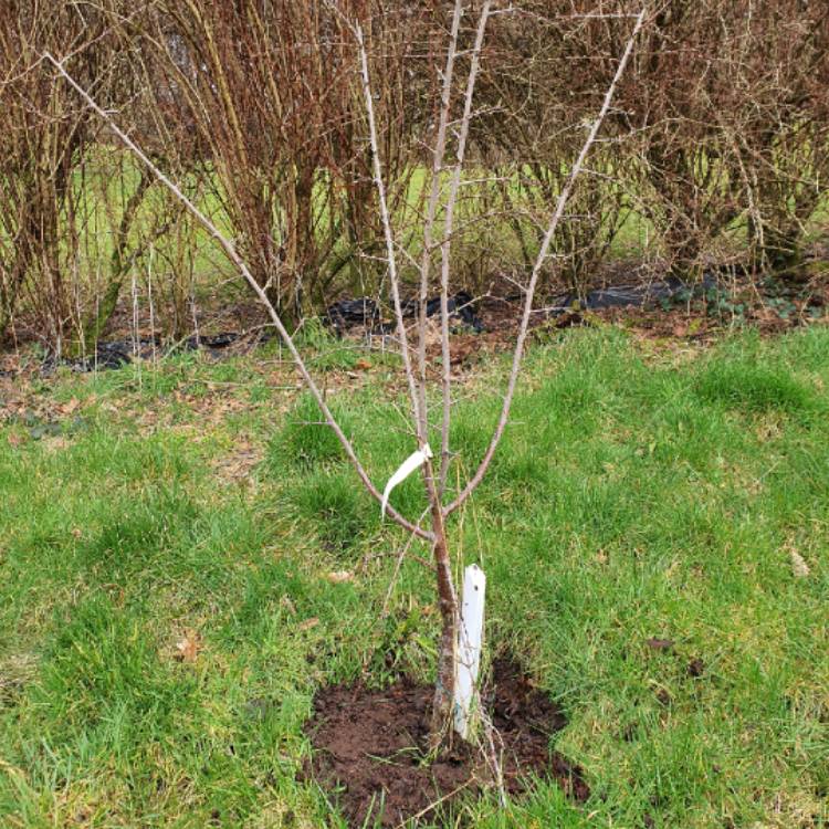Plant image Prunus domestica var. damascena Prune Damson
