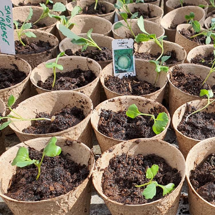 plant image 1572771