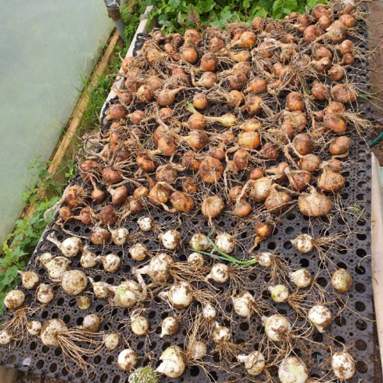 plant image 1626725