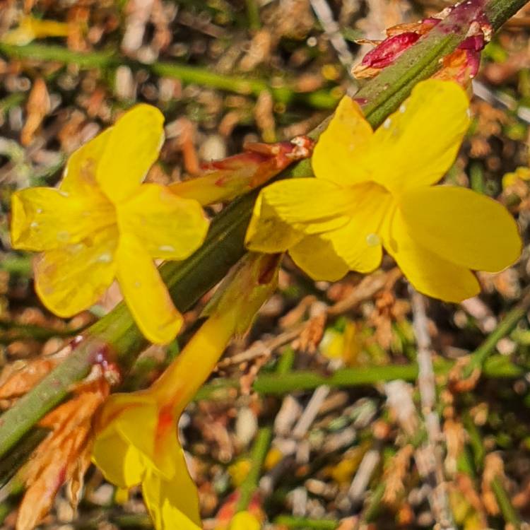 plant image 1648693