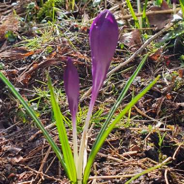 Crocus 'Ruby Giant'