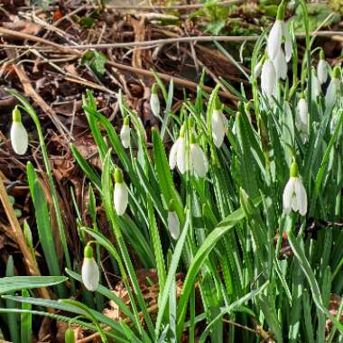 Snowdrop (Species) Common Snowdrop
