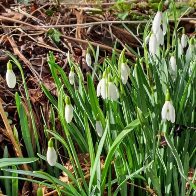 plant image 1648697