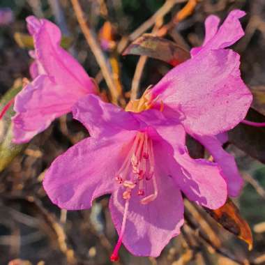 Azalea