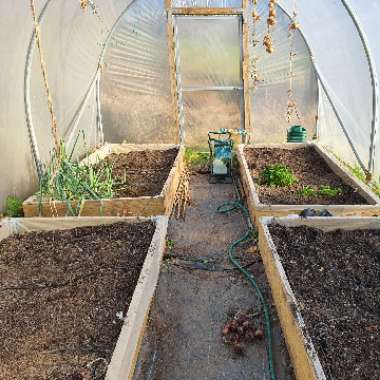 Alan's garden
