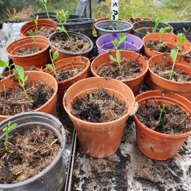 plant image 1653604