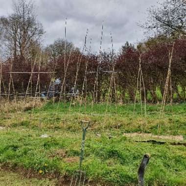 Alan's garden