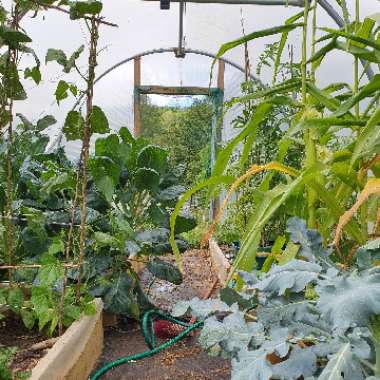 Alan's garden