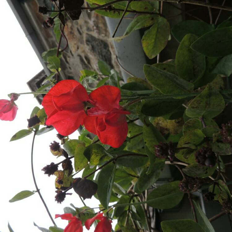 plant image 207042