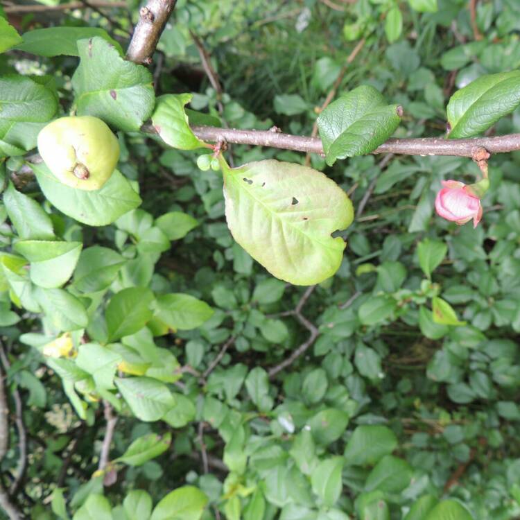 plant image 207049 plant image 207049