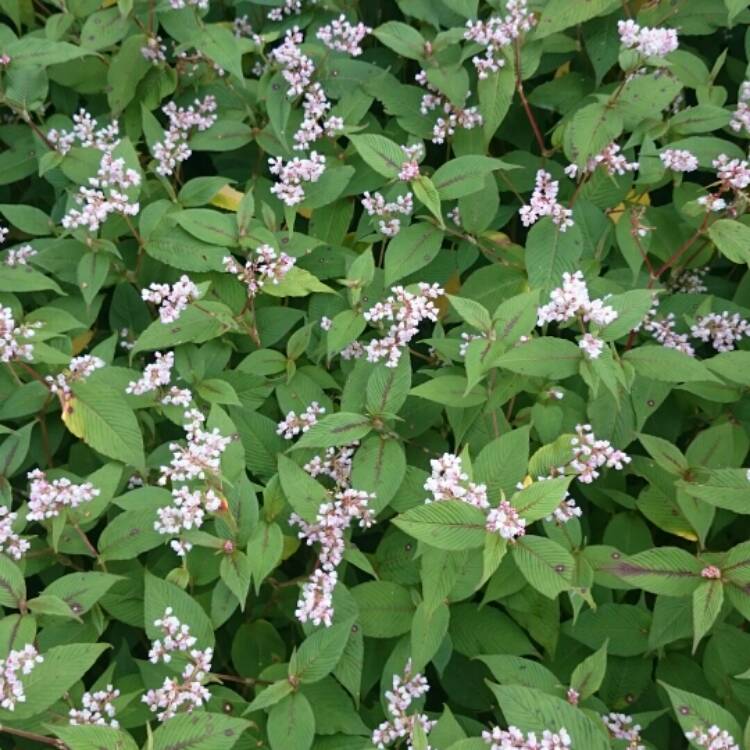 Plant image Persicaria