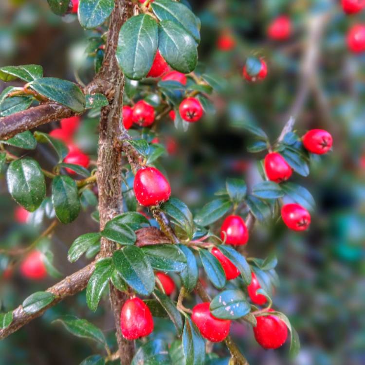 Plant image Cotoneaster dammeri