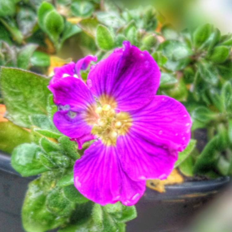 Plant image Aubrieta 'Purple Cascade'