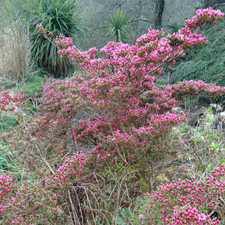plant image 669502 plant image 669502