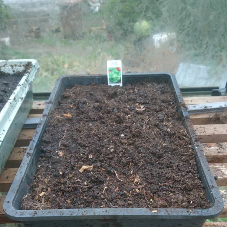 Plant image Lactuca sativa 'Tom Thumb'