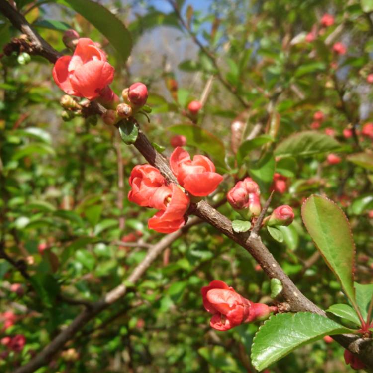 plant image 676764 plant image 676764