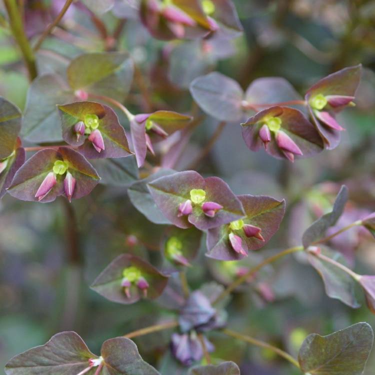 Plant image Euphorbia amygdaloides 'Purpurea' syn. Euphorbia amygdaloides 'Rubra'