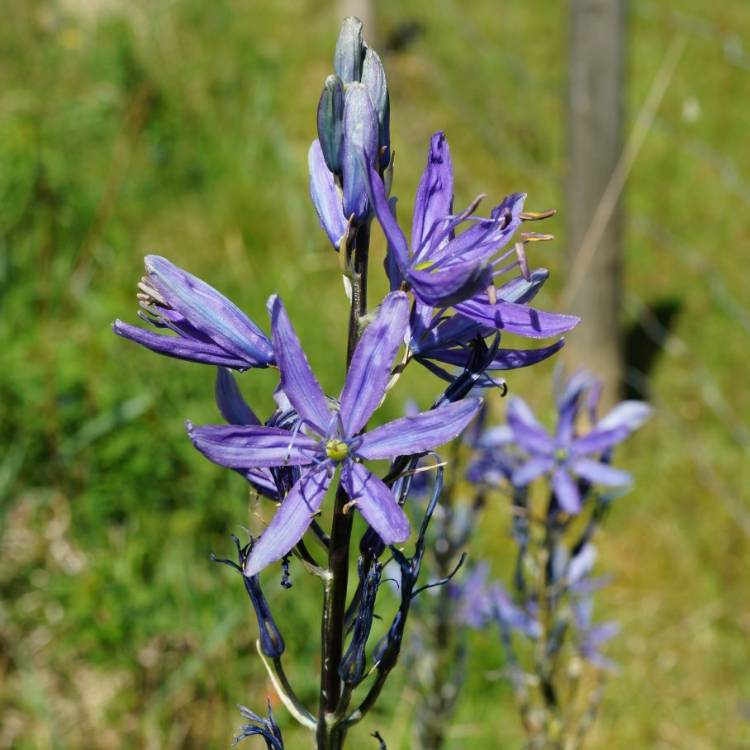 Plant image Camassia leichtlinii subsp. suksdorfii 'Blauwe Donau' syn. Camassia leichtlinii 'Blue Danube'