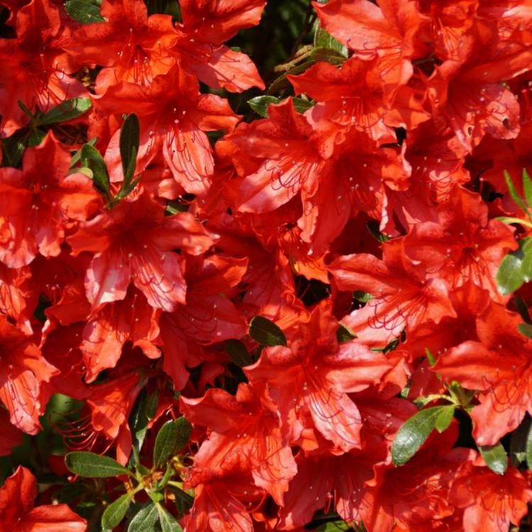 plant image 719293 plant image 719293