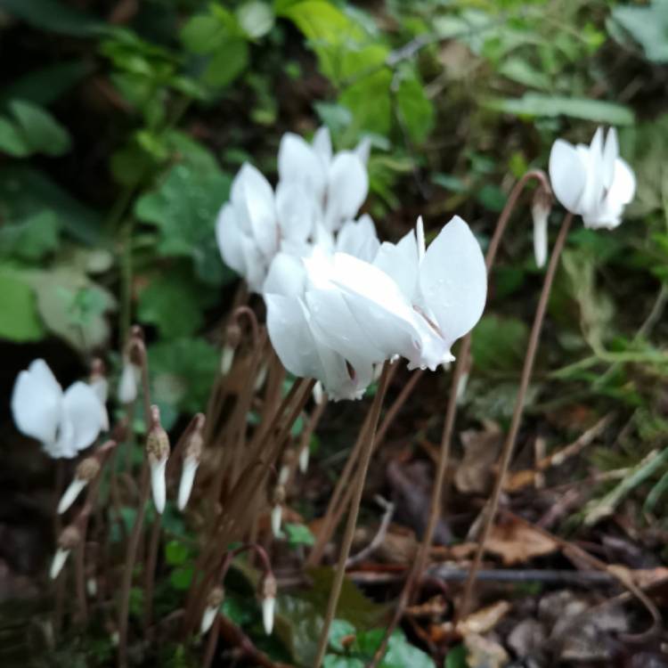 Plant image Cyclamen 'Halios Pure White' (Halios Series)
