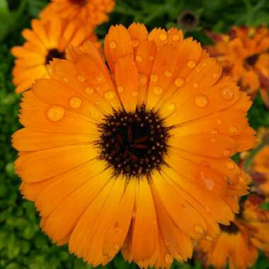 Pot Marigold