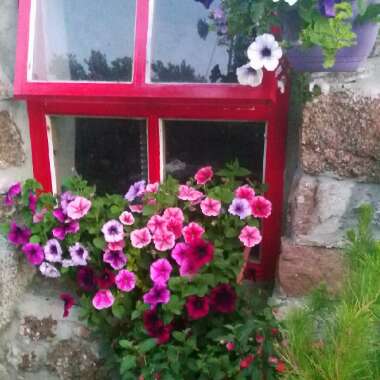 Trailing Petunia 'Blue Vein'