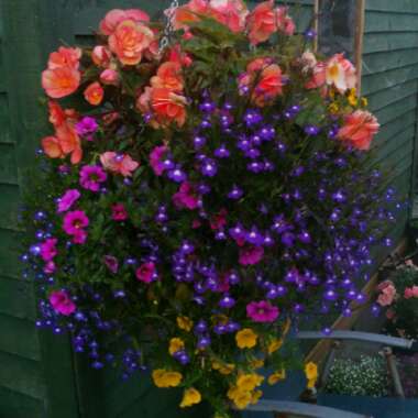 Begonia 'Apricot Shades'