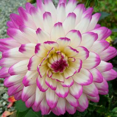 Gerry's garden