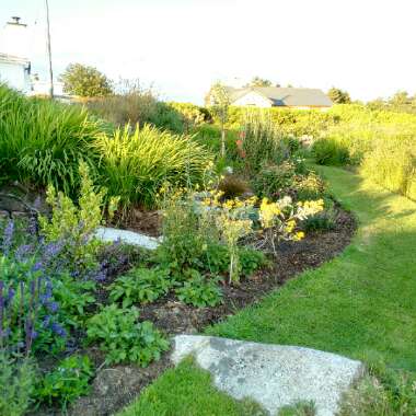Gerry's garden