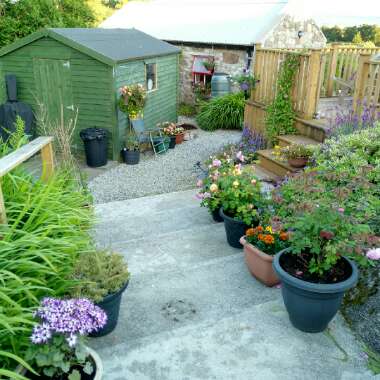 Gerry's garden