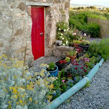 Gerry's garden