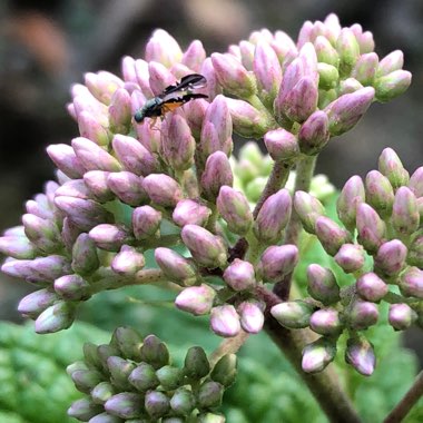 Lynda's garden