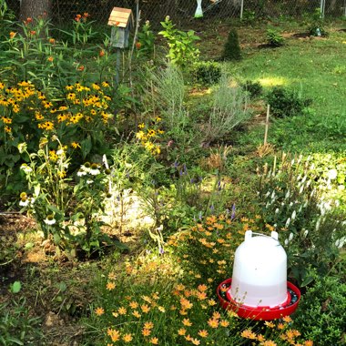 Lynda's garden