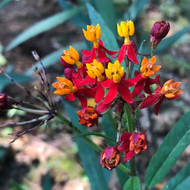 Lynda's garden