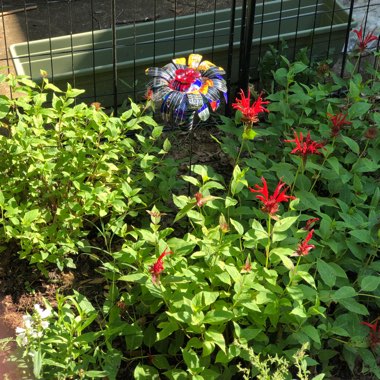 Lynda's garden