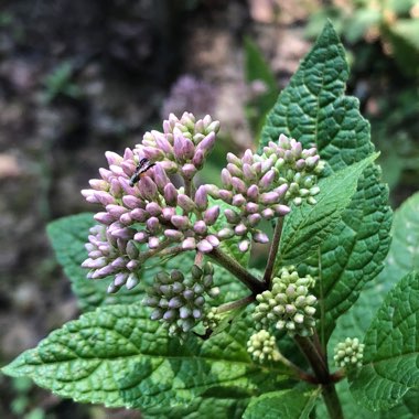 Lynda's garden