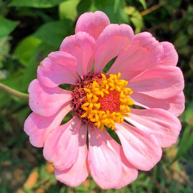 Lynda's garden