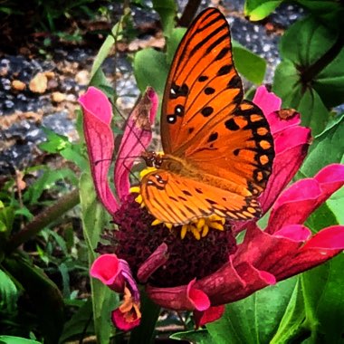 Lynda's garden