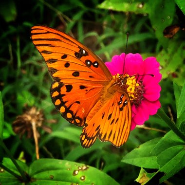 Lynda's garden