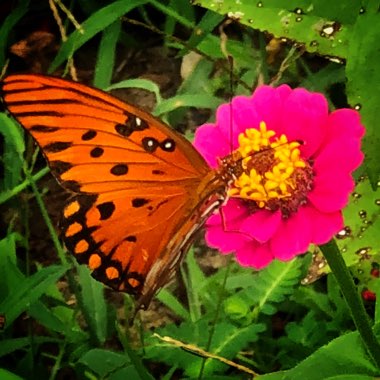Lynda's garden