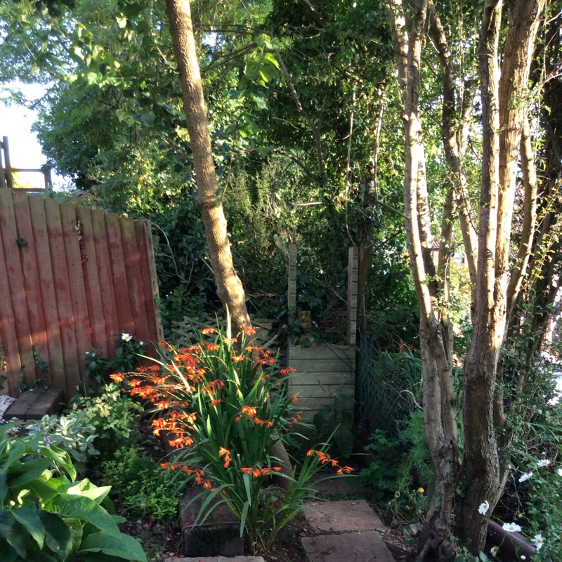 Gertie's garden