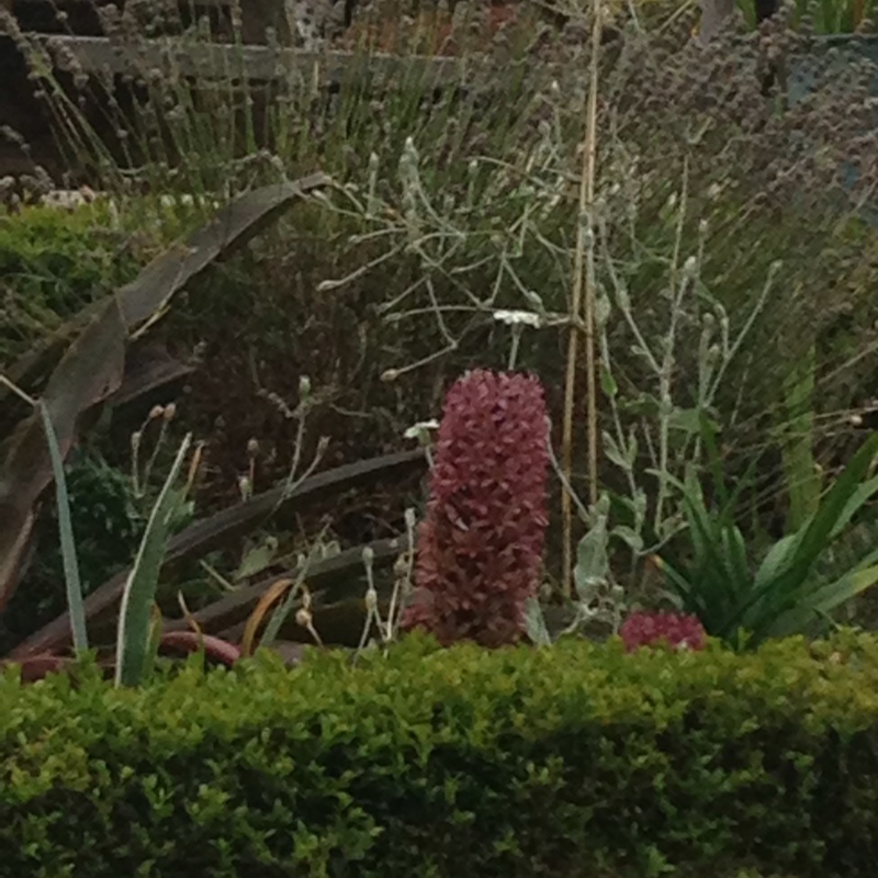 Gertie's garden